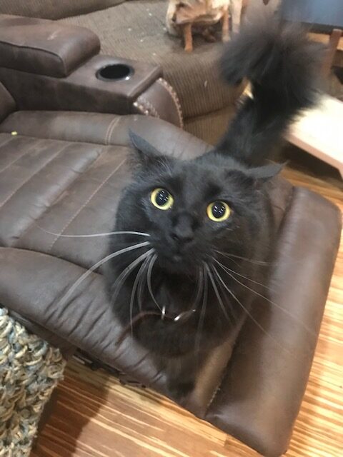 Furry Friends Will Travel More Than 5,500 Miles