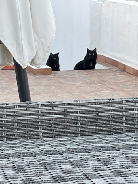Cats On A Hot Tile Roof