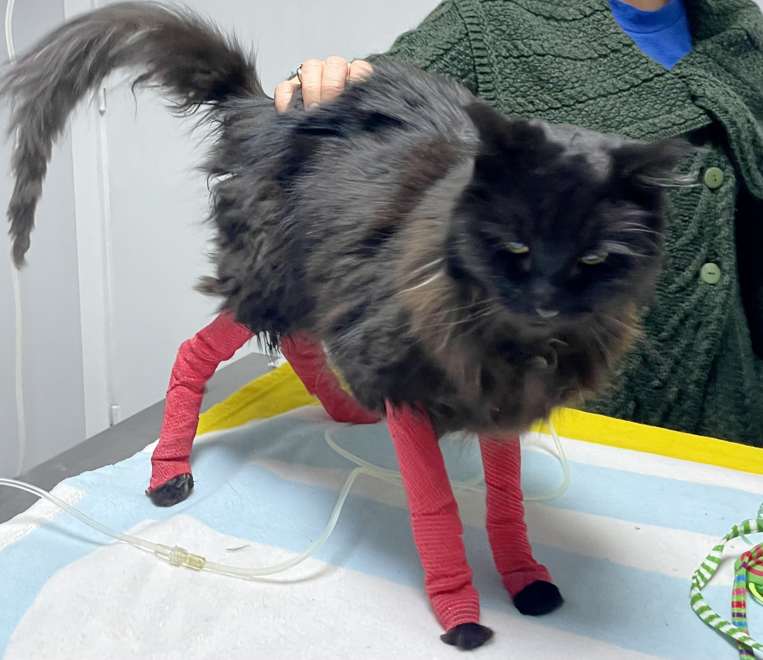 Thursday The Miracle Cat