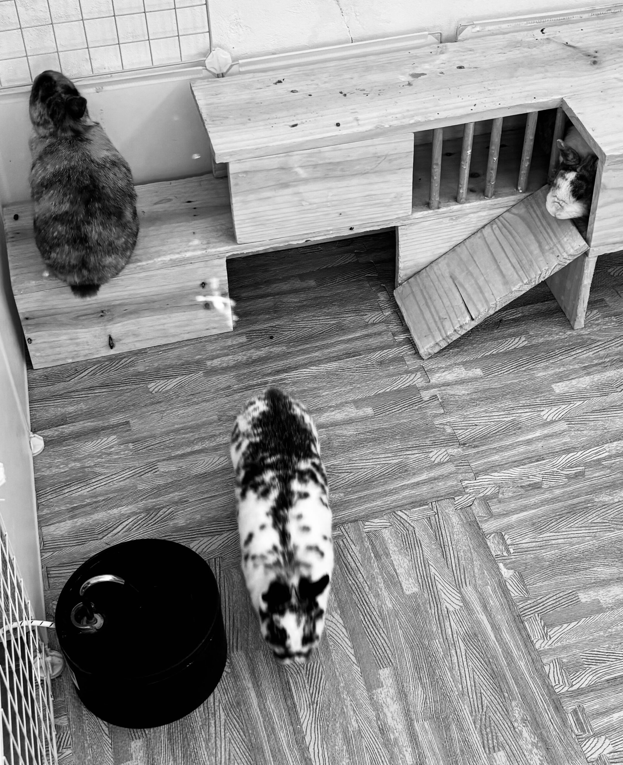Bunny Babysitters